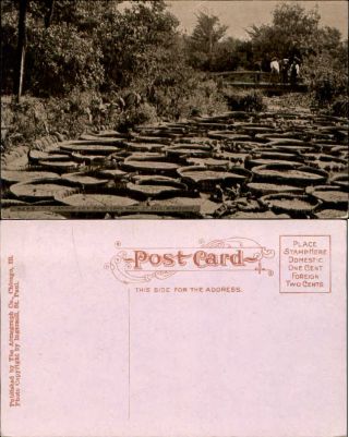 Famous Lily Pond Como Park St Paul Minnesota Mn Vintage Postcard