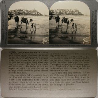 Keystone Stereoview Camels At City Of Jaffa,  Palestine Of 600/1200 Card Set 750