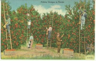 Vtg Pc Picking Oranges In Florida Fl 1954 Linen Postcard