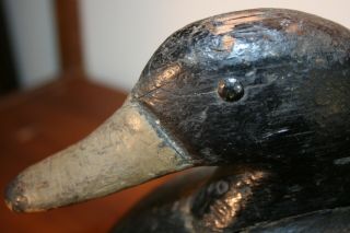 Antique Bluebill Drake Duck Decoy Primitive American Folk Art Old Paint Lure