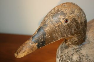 Antique Canvasback Hollow Decoy Primitive American Folk Art Early Duck