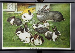 Vintage Pull - Down Wall Chart Picture Poster Rabbit Bunny Coney Family