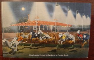 Vintage Greyhound Dog Race Track Miami Florida Postcard 1940s