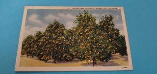 Vintage Color Postcard Florida Orange Trees Loaded W/golden Fruit