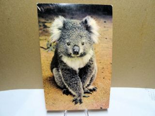 Vintage Australian Koala Bear Postcard