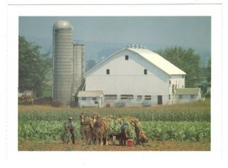 Harvesting Tobacco Weavertown Pa Amish Country Art Vtg 4.  5 " X 6.  5 " Postcard Sl10