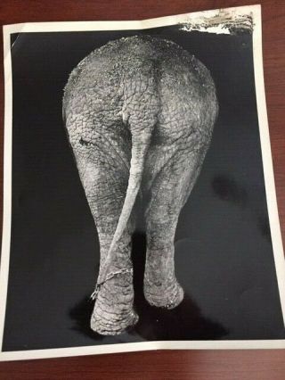 Weegee (arthur Fellig) Vintage Silver Gelatin Photo: Elephant 