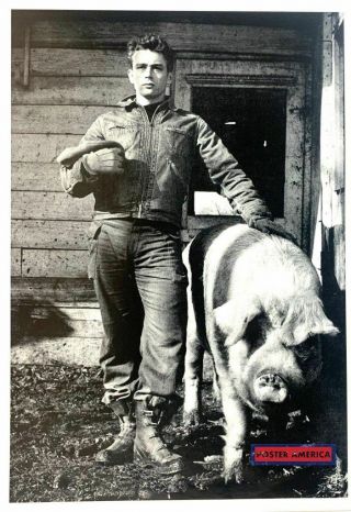 James Dean Next To Pig Rare Black & White Poster 19 X 27