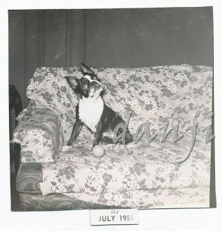 Confused Boston Terrier Dog With Tipped Head Sitting On The Sofa Cute 1955 Photo
