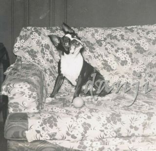 confused BOSTON TERRIER Dog with TIPPED HEAD sitting on the sofa cute 1955 Photo 2