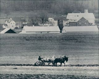 1965 Press Photo Amish Farmer Plowing Field W 4 Mule Team Lancaster County Pa