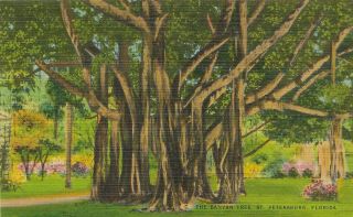 Vintage Florida Linen Postcard St Petersburg Banyan Tree