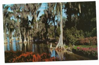Vintage Florida Chrome Postcard Cypress Gardens Trees Lake Eloise