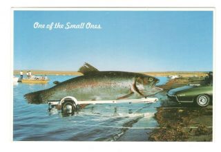 Big Fish One Of The Small Ones Vintage 4x6 Postcard Af202