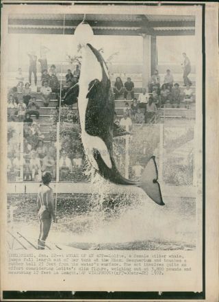 1972 Killer Whale Miami Fl Sea Aquarium Water Crowd Splash Animal Wirephoto 8x10