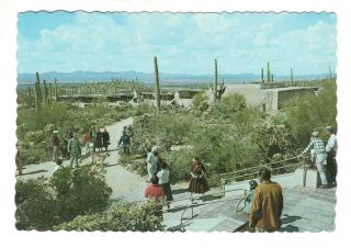 Arizona Sonora Desert Museum Tucson Arizona Vintage 4x6 Postcard An84