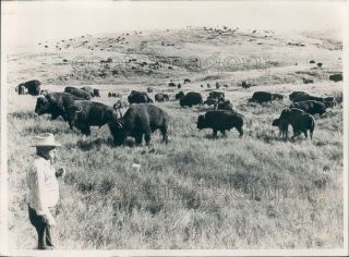 1974 Press Photo Man Watches Herds Of Buffalo Grazing