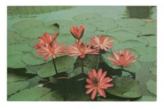 Lilly Pond Missouri Botanical Garden St.  Louis Missouri Vintage Postcard Lo2
