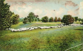 Vintage Flock Of Sheep – South Park Robbins Postcard 13373 Rochester Ny