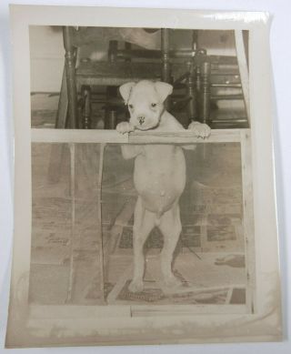 Vtg 1940s Snapshot Photo American Pit Bull Terrier Cute Pup Dog Puppy Posing 4