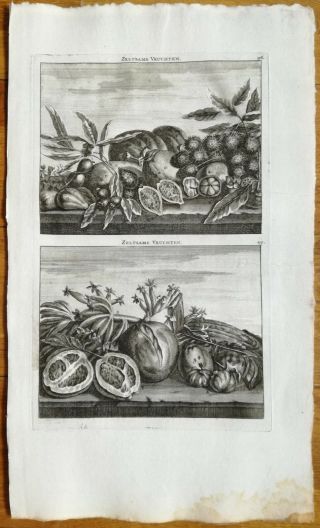Bruyn Large Print Fruit Of Indonesia Southern Asia - 1714