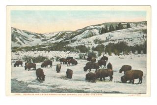 Buffalo Herd Near Mammoth Hot Springs Yellowstone Park Vintage Postcard Af53
