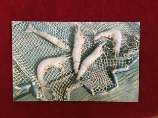 Live Shrimp In Fishing Net From Gulf Of Mexico Vintage Postcard