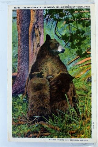 Yellowstone National Park Madonna Of The Wilds Postcard Old Vintage Card View Pc