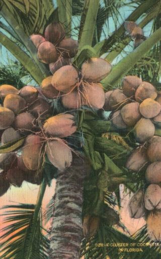 Florida,  Fl,  A Cluster Of Coconuts,  Linen Vintage Postcard A982