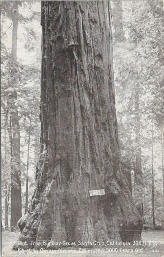 Vintage Pnc Postcard,  " Giant " Tree,  Big Tree Grove,  Santa Cruz,  Ca
