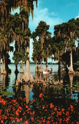 Cypress Gardens,  Florida,  Fl,  Cypress Trees,  Chrome Vintage Postcard A1001
