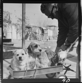 Vtg 1960s Photo Film Negative Movie Tv Trainer Frank Inn Benji Famous Animals—1