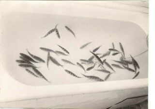 1970s Perch Fishes In The Bath After Fishing Unusual Odd Abstract Russian Photo