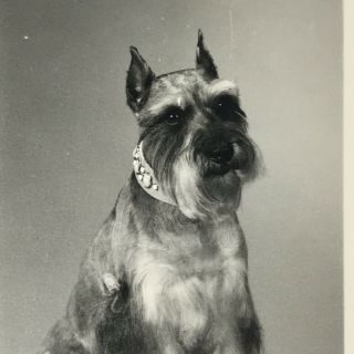 Vintage Black And White Photo Schnauzer Dog Sitting Posing Collar 3.  5 X 2.  5