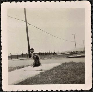 Vintage Antique Photograph Adorable Puppy Dog Sitting On Sidewalk By Stop Sign