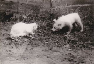1970s Cute Battle Between Little White Cat & Dog Unusual Russian Soviet Photo