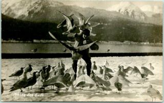 Vintage 1920s Alaska Rppc Real Photo Postcard " Alaska Sea Gulls " W.  P.  Photo