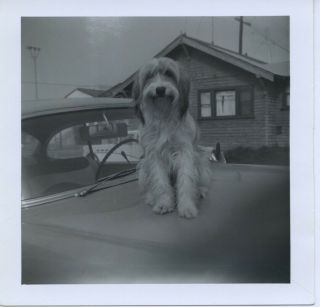 Vintage Photo.  Idle Long Haired Terrier Dog On Hood Of Car.