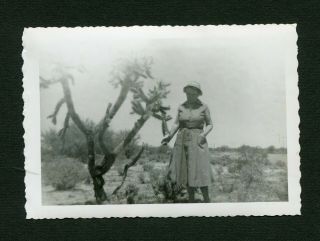 Joshua Tree In Desert Vintage Photo 453003