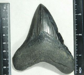 A Big and 100 Natural Carcharocles MEGALODON Shark Tooth Fossil 84.  7gr 2