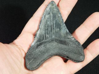 A Big and 100 Natural Carcharocles MEGALODON Shark Tooth Fossil 84.  7gr 3