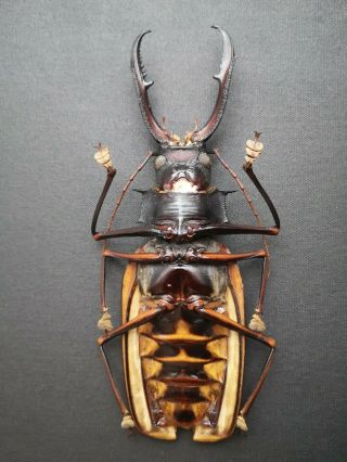 Giant 161mm,  Macrodontia cervicornis male A - /A2 Prioninae Cerambycidae 2