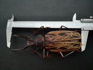 Giant 161mm,  Macrodontia cervicornis male A - /A2 Prioninae Cerambycidae 3