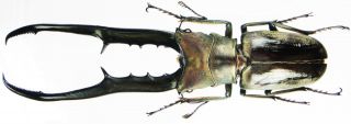 Insect - Lucanidae Cyclommatus Metallifer Finae - Peleng - Bronze 93mm.