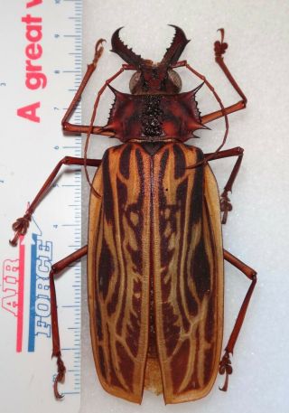 Top Rarity Macrodontia Cervicornis Female 94.  4mm Colombia Beetle Insect Dynastes