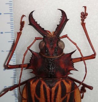 TOP RARITY Macrodontia cervicornis Female 94.  4mm Colombia Beetle Insect Dynastes 2