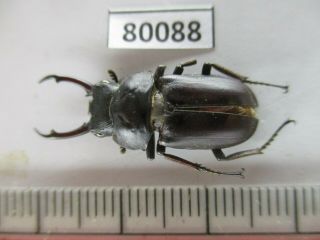 80088 Lucanidae: Dorcus.  Sp.  Vietnam North.  New?.  Rare.  A2