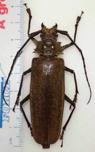 Callipogon Limonovi Female 67mm Dominican Republic 26b Titanus Beetle Prioninae