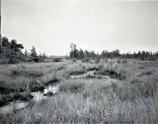 Large Format (4x5 Inches) B&w Negative Wetland 1970s
