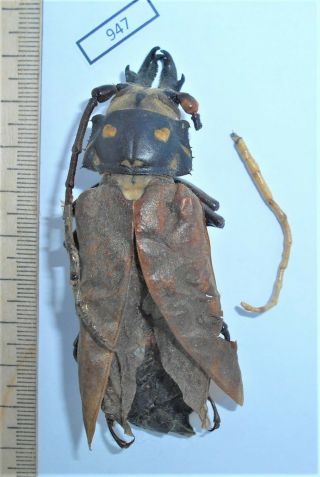 947 Insects Beetles Cerambycidae Callipogon Relictus M Rare Russia Primorye